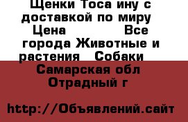 Щенки Тоса-ину с доставкой по миру › Цена ­ 68 000 - Все города Животные и растения » Собаки   . Самарская обл.,Отрадный г.